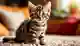Незрячий котенок из Костромы взорвет ваше сердце — срочно ищет дом!