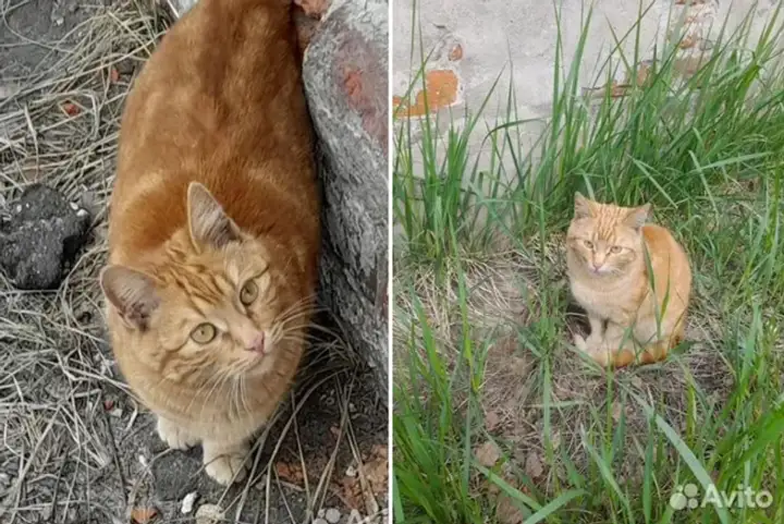 Вася ищет дом в Нижнем Новгороде
